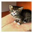 Suche nach tabby poster Katze