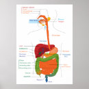 Suche nach darm poster Magen darm kanal
