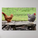 Suche nach hennen poster Huhn