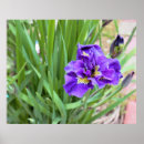 Suche nach blume foto poster Blumenfotografie