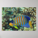 Suche nach tropische fische poster Wild lebende tiere