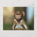 Suche nach bilder affen poster Niedlich