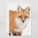 Suche nach roter fuchs karten Schnee