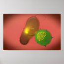 Suche nach immunologie poster Horizontale