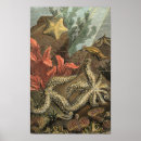 Suche nach muschel poster Ozeane