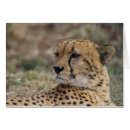 Suche nach wildkatze karten Große katze