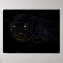 Suche nach schwarze panther poster Dschungel