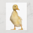 Suche nach vögel auf der ganzen welt poster Stehend