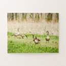Suche nach vogelfoto Gänse