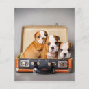 Suche nach geburtstagsgeschenk flyer Französische bulldogge