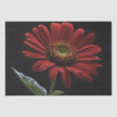 Suche nach roter schwanz Blume