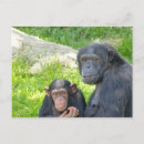 Suche nach schimpanse postkarten Tiere
