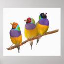 Suche nach finke poster Wild lebende tiere