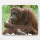 Suche nach orang utan mousepads Primat