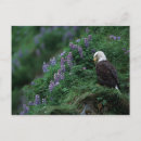 Suche nach alaska adler poster Usa