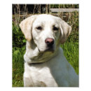 Suche nach labradors poster Tier