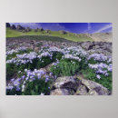 Suche nach wiese poster Natur