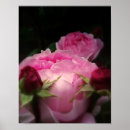 Suche nach englische rosen poster Blume