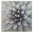 Suche nach succulents fliesen Wüste