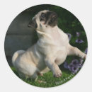 Suche nach kitz aufkleber Mops