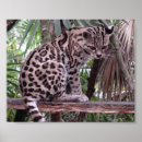 Suche nach belize poster Wild