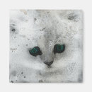 Suche nach katzenbild magnete Kätzchen