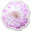 Suche nach rosa dahlie blumen aufkleber Dahlien