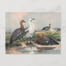 Suche nach gans postkarten Tier
