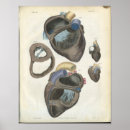 Suche nach herzanatomie poster Anatomisch