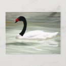 Suche nach swans postkarten Tiere