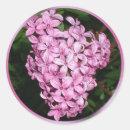 Suche nach geruch aufkleber Lavendel