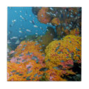 Suche nach korallenriff fliesen Unterwasser