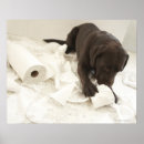 Suche nach brauner labrador poster Horizontal