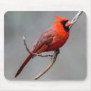Suche nach kardinal vogel mousepads Natur