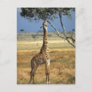 Suche nach kenia poster Amboseli nationalpark