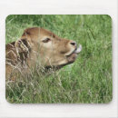 Suche nach niedliches kalb mousepads Rinder