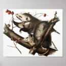 Suche nach opossums poster Vintag
