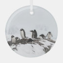 Suche nach die antarktis ornamente Antarktisch