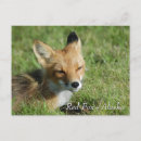 Suche nach red fox postkarten Wild