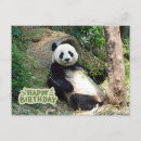 Suche nach panda große karten Bär