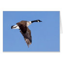 Suche nach wasservogel karten Blau