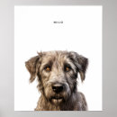 Suche nach irish wolfhound poster Welpe