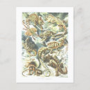 Suche nach eidechse postkarten Vintag