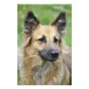 Suche nach hunde fotografie poster Haustier
