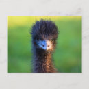 Suche nach emu postkarten Strauß