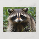 Suche nach racoon postkarten Wild lebende tiere