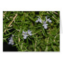 Suche nach rosmarin karten Pflanze