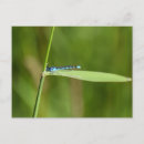 Suche nach libelle postkarten Natur