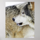 Suche nach tierjagd poster Säugetier