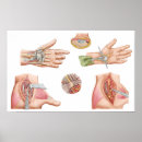 Suche nach entzündung poster Physiologie